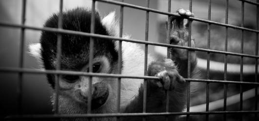 Leben hinter Gittern.