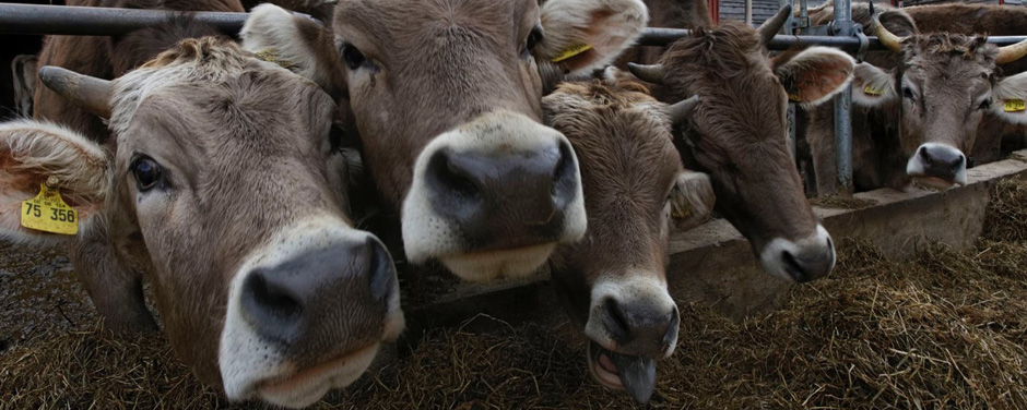 Protest gegen Mega-Kuhstall