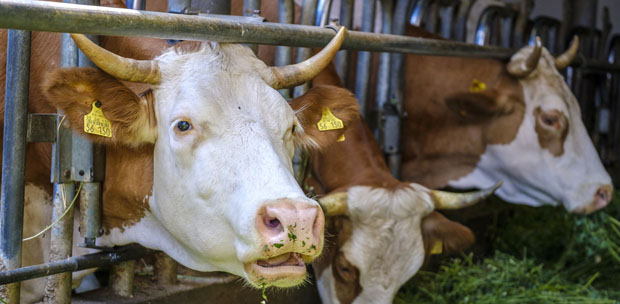 Schlechtwettergeld für Klimakiller