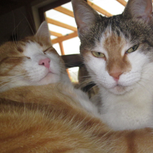 Faires Futter im Napf