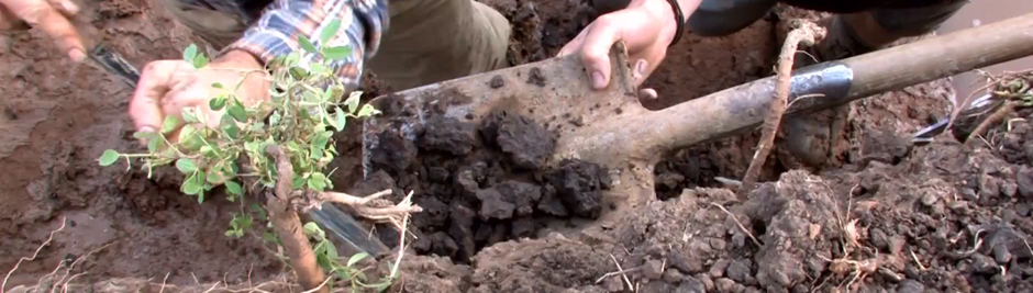 S 21 und die Ausgrabungen: Archäologie auf Abruf