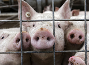 Schweinefleisch für alle