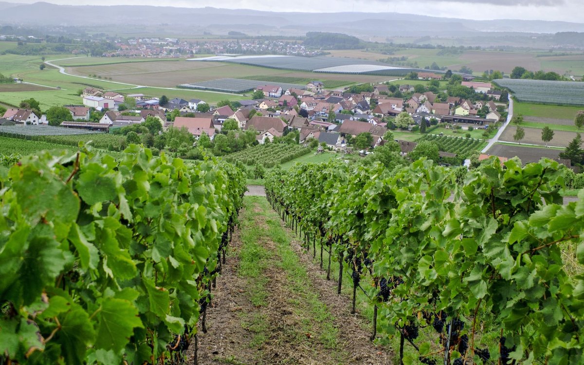 Am Fuße eines Weinbergs gelegen, ...