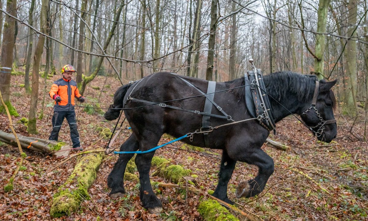 Und los. Das Zaumzeug mit Kummet, einem steifen, gepolsterten Ring, sorgt für gute Kraftverteilung und wenig Druckstellen.