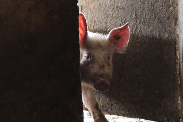 Sparschwein "Griechenland"? Foto: Joachim E. Röttgers