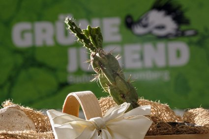 Stacheliger Gruß vom grünen MP. Foto: Joachim E. Röttgers 