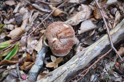 Heizt nicht, ist aber bio: Steinpilz im Schönbuch. Foto: Joachim E. Röttgers