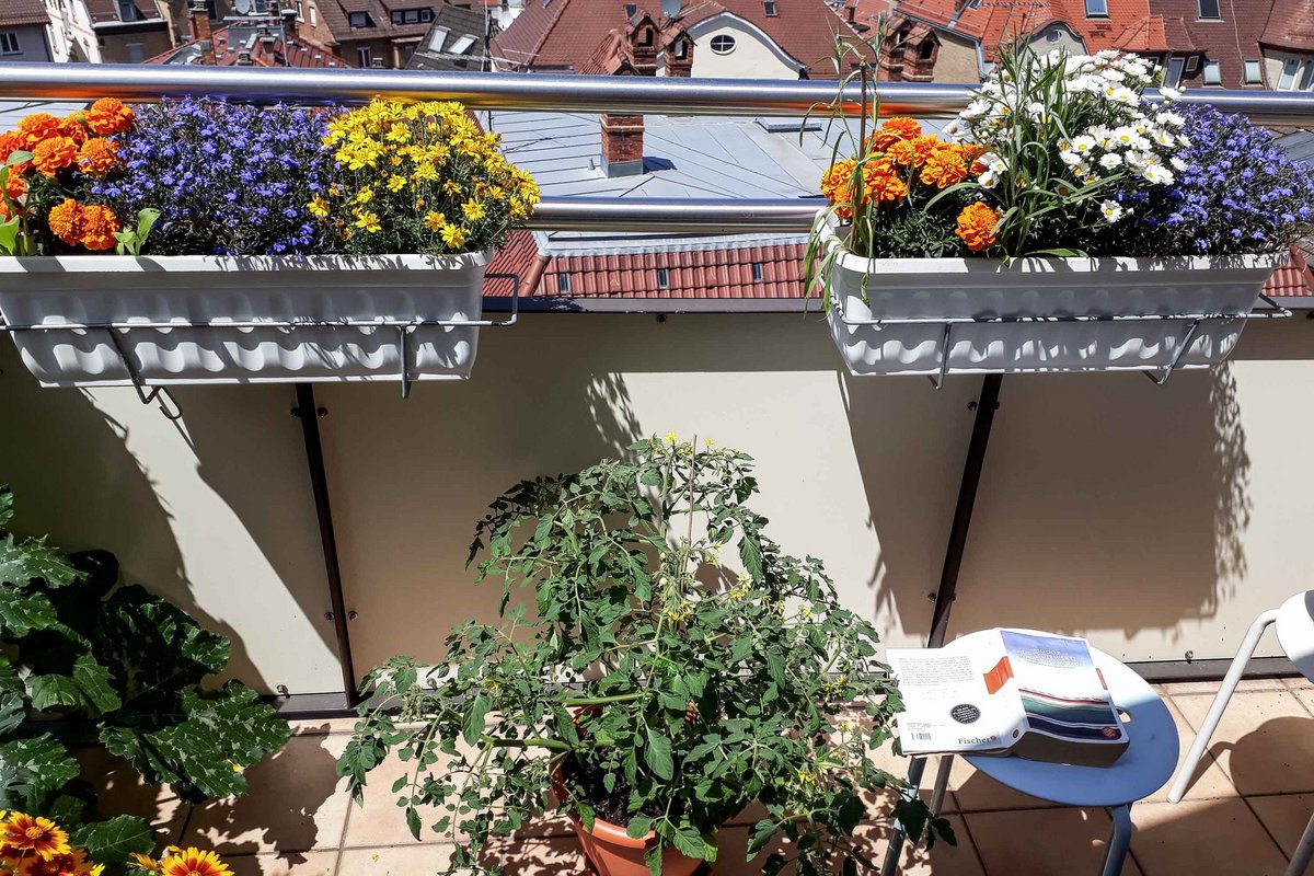 Sommeridylle, selbstgezogen.