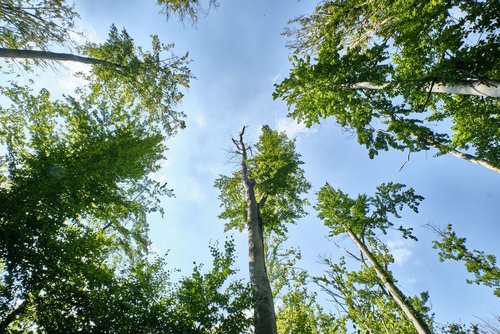 Zu wenig Wasser führt zu weniger Blättern. Zu wenig Wasser führt zu weniger Blättern.