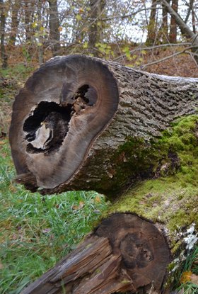 Außen hui, innen hohl – hier ein Opfer des Eschensterbens. Foto: Roland Reck Außen hui, innen hohl – hier ein Opfer des Eschensterbens. Foto: Roland Reck