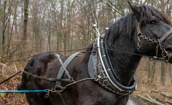 Wie die Axt im Walde