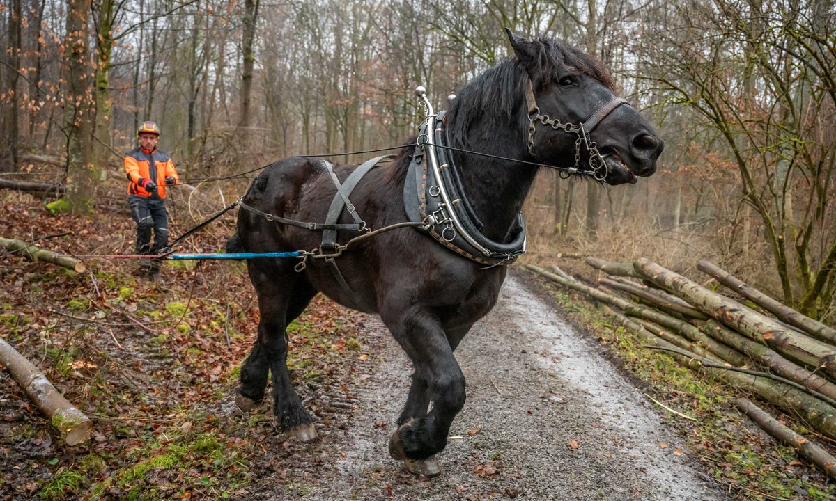 Rückepferd Nick bei der Arbeit.
