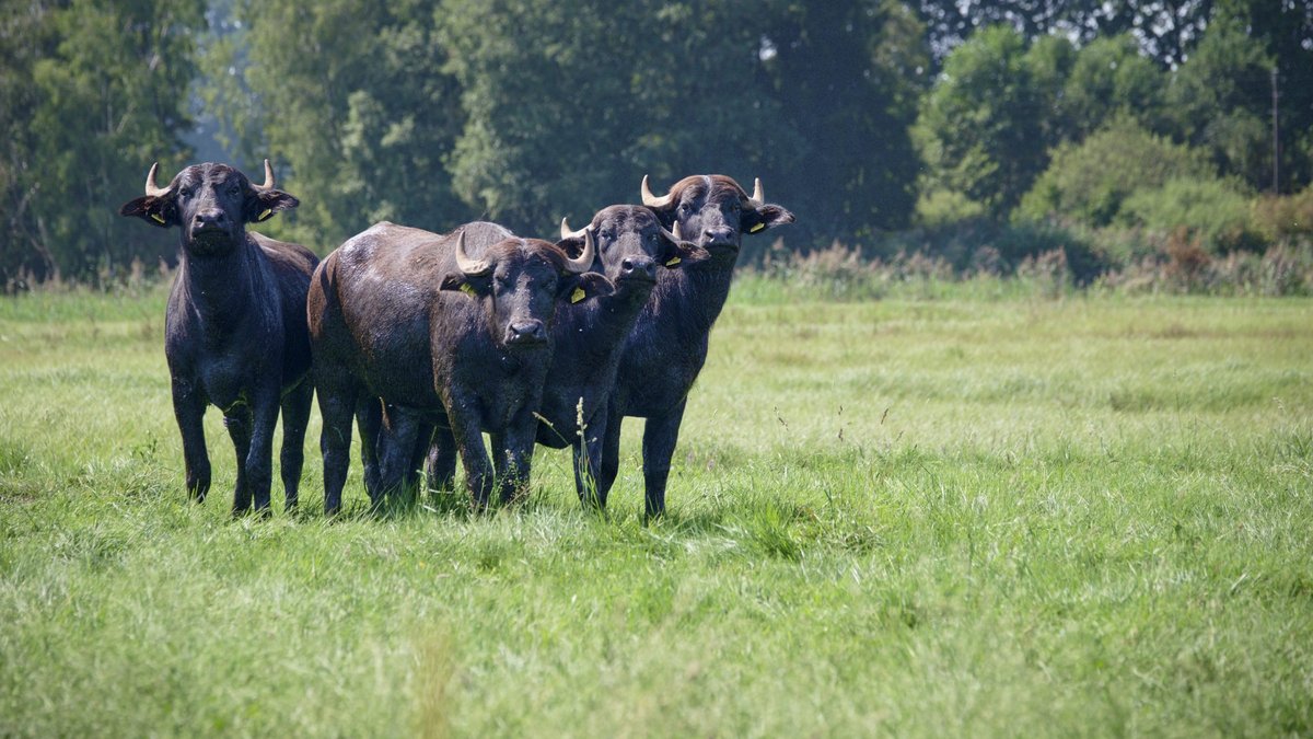 Freuen sich über feuchte Weidegründe: Wasserbüffel im nördlichen Federseeried. Foto: Joachim E. Röttgers