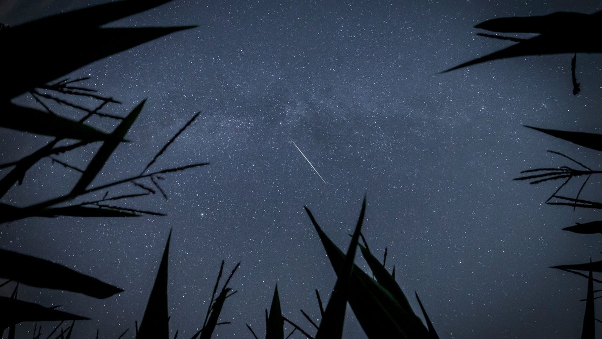 Die Perseiden sind am besten abseits der Städte zu sehen. Die Aufnahme ist 2021 in einem Maisfeld nahe Renningen entstanden. 