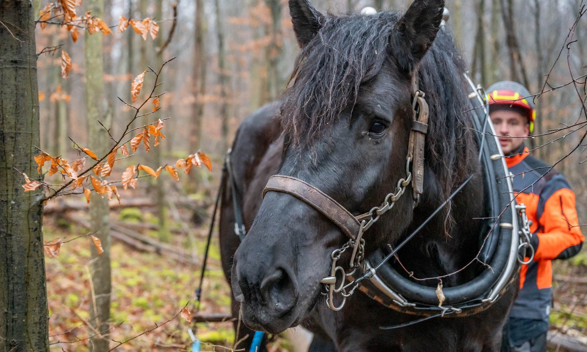 Wohin jetzt? Ein kurzer Zug am Zügel. 