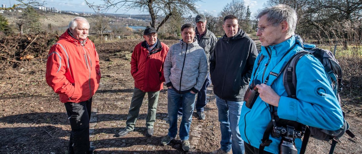 Plattgemacht für die Mauereidechse: Ulrich Tammler vom Nabu (ganz rechts) hält das für nicht akzeptabel, er vermutet sogar einen Straftatbestand.