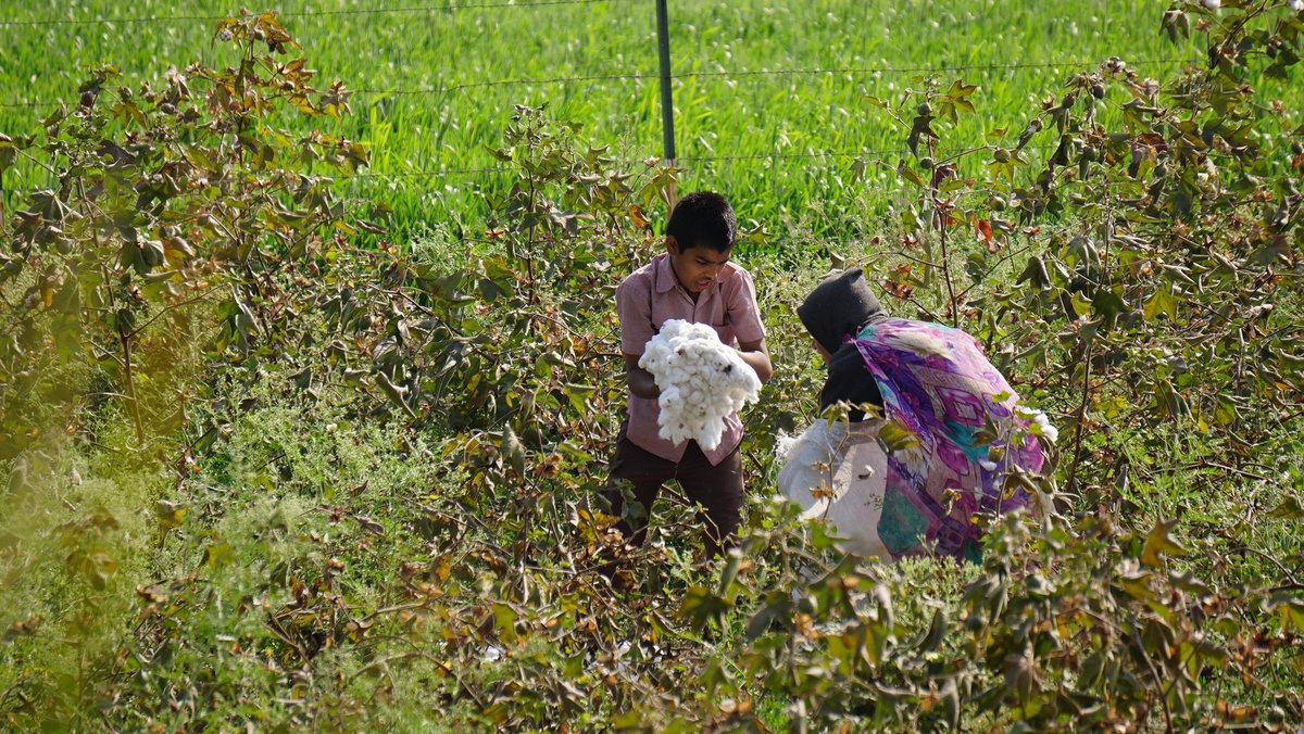 Kinderarbeit auf einem Baumwollfeld im indischen Maharashtra. Foto: François Zeller, CC BY-SA 2.0 Kinderarbeit auf einem Baumwollfeld im indischen Maharashtra. Foto: François Zeller, CC BY-SA 2.0