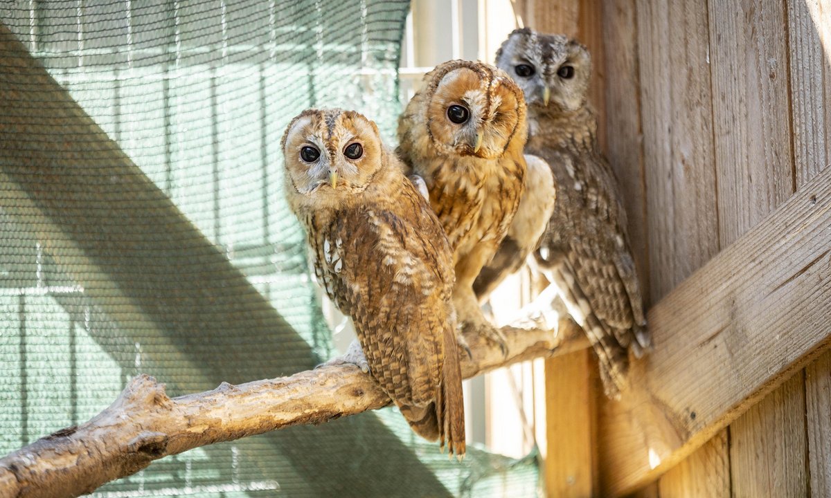 Waldkäuze. Normalerweise hausen sie in Baum- und Felshöhlen, aber auch in Mauerlöchern und Dachböden. Waldkäuze. Normalerweise hausen sie in Baum- und Felshöhlen, aber auch in Mauerlöchern und Dachböden.