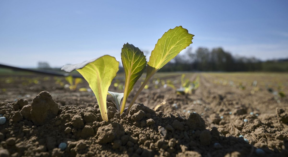 Zwar regnet es aktuell viel, insgesamt aber fehlt den Böden Westeuropas Wasser – nur eine der Folgen des Klimawandels. Fotos: Joachim E. Röttgers Zwar regnet es aktuell viel, insgesamt aber fehlt den Böden Westeuropas Wasser – nur eine der Folgen des Klimawandels. Fotos: Joachim E. Röttgers