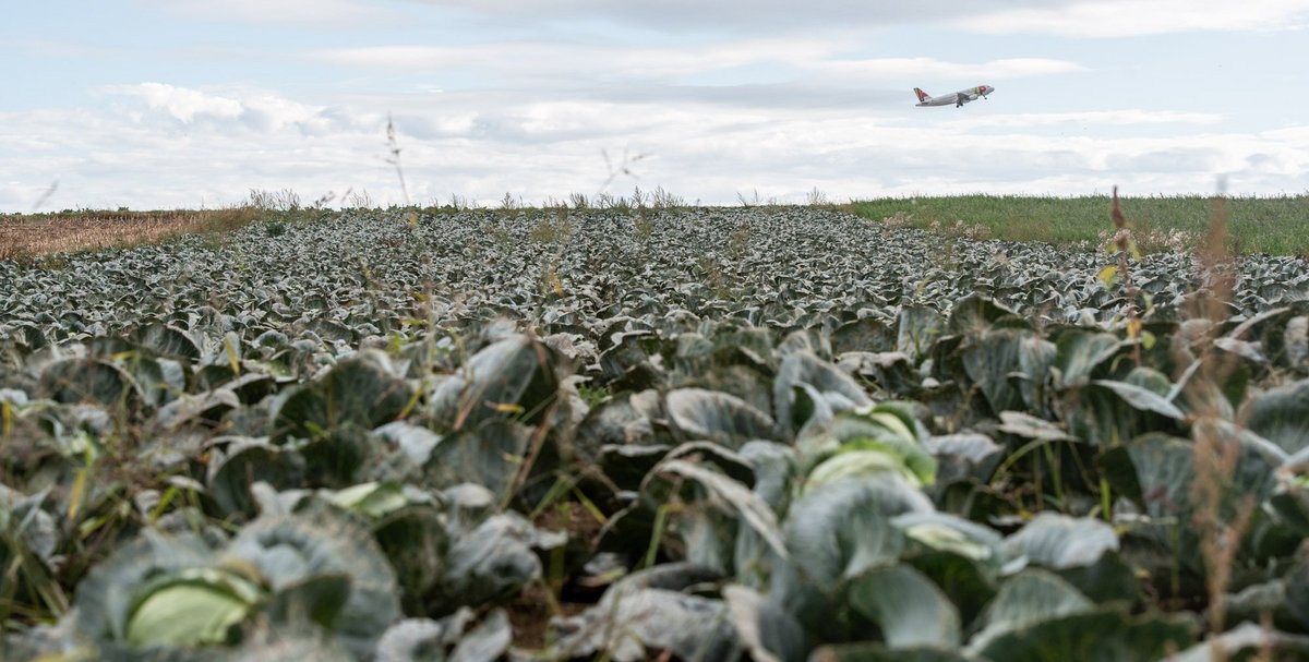 Auch eine Besonderheit des Filderkrauts: Flughafenanbindung. Foto: Jens Volle