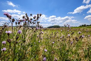 Hier soll die Autobahn hin.