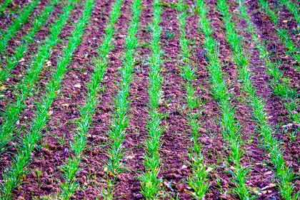 Artenvielfalt adieu: Unkrautvernichter befördern Monokulturen.