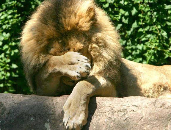 Was das mit ihm zu tun hat, diesem Prachtexemplar unter den fünf Großen? Fotos: Joachim E. Röttgers Was das mit ihm zu tun hat, diesem Prachtexemplar unter den fünf Großen? Fotos: Joachim E. Röttgers