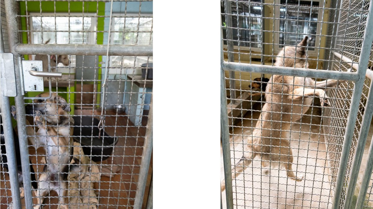 Ein Leben für Tiere