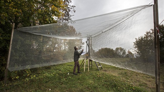 In einer Reuse können die Forscher Insekten lebend fangen, um sie genau zu bestimmen. Foto: Ruben Gatter In einer Reuse können die Forscher Insekten lebend fangen, um sie genau zu bestimmen. Foto: Ruben Gatter