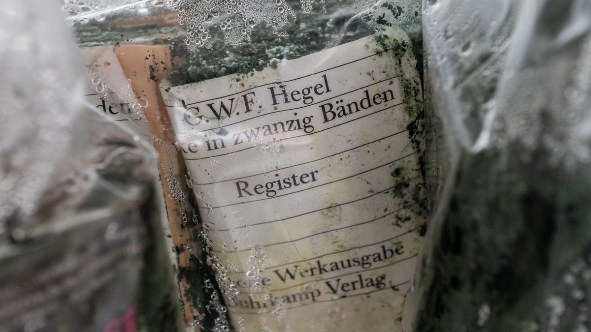 Austernpilzaufzucht misslungen: Schimmel macht sich breit ...