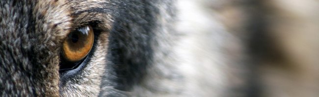 Der böse Wolf