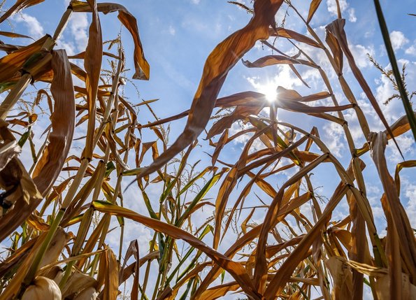 Hier zu wenig Wasser und dort viel zu viel – Klimakrise ist global ...