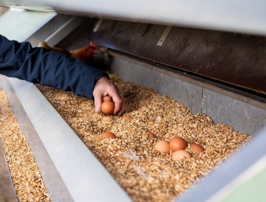 Bioeier im Getreidebett.