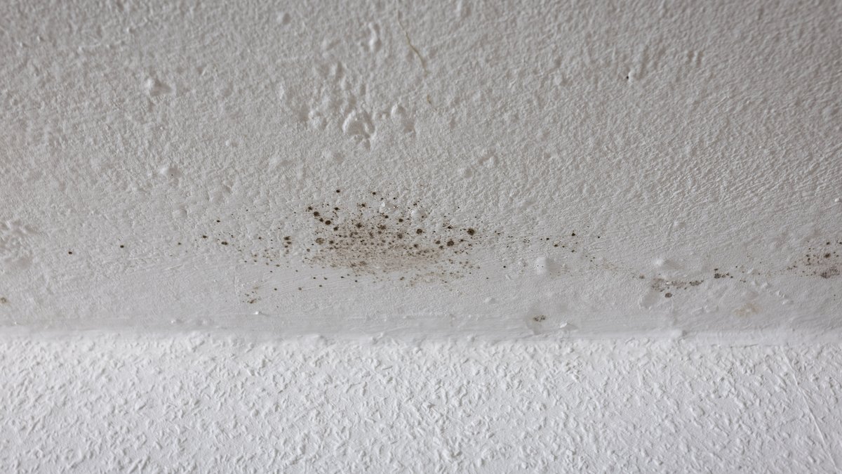 Schimmel an der Wohnungsdecke. Foto: Julian Rettig