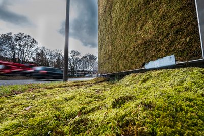 Klare grüne Kante gegen Feinstaub: Moos.