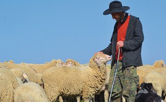 Am Anfang war das Schaf
