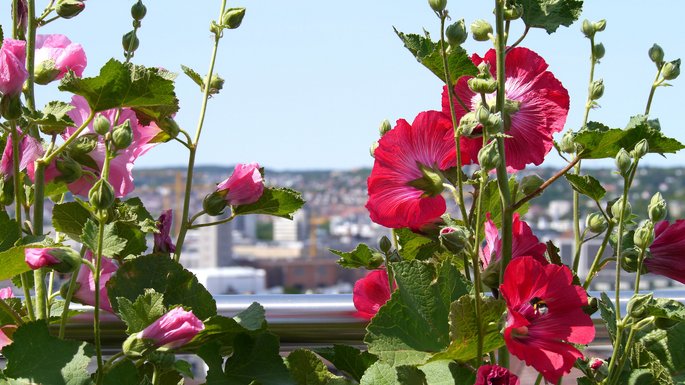 Malvenpracht auf dem Stadtbalkon.