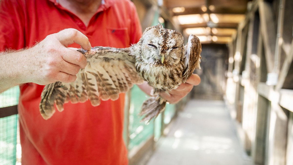 Dieser Waldkauz hat sich an einem Stacheldraht verletzt. Mit seinem Flügel muss er regelmäßig zur Krankengymnastik. Dieser Waldkauz hat sich an einem Stacheldraht verletzt. Mit seinem Flügel muss er regelmäßig zur Krankengymnastik.