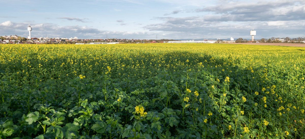 Auf diesem Acker soll die Erstaufnahmestelle gebaut werden. Auf diesem Acker soll die Erstaufnahmestelle gebaut werden.