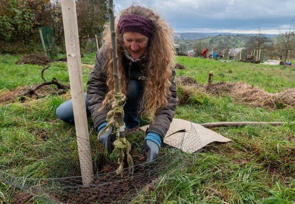 Jasemin pflanzt ein Pflaumenbäumchen.