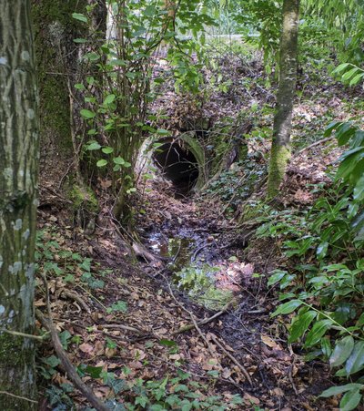 Weniger Bach denn Pfütze, aufgenommen in Stuttgart-Botnang, Juni 2023. Foto: Joachim E. Röttgers  Weniger Bach denn Pfütze, aufgenommen in Stuttgart-Botnang, Juni 2023. Foto: Joachim E. Röttgers
