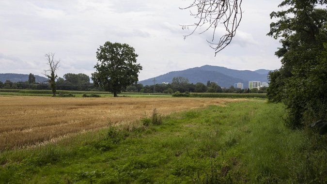 Dort soll das Neubaugebiet hin. Dort soll das Neubaugebiet hin.