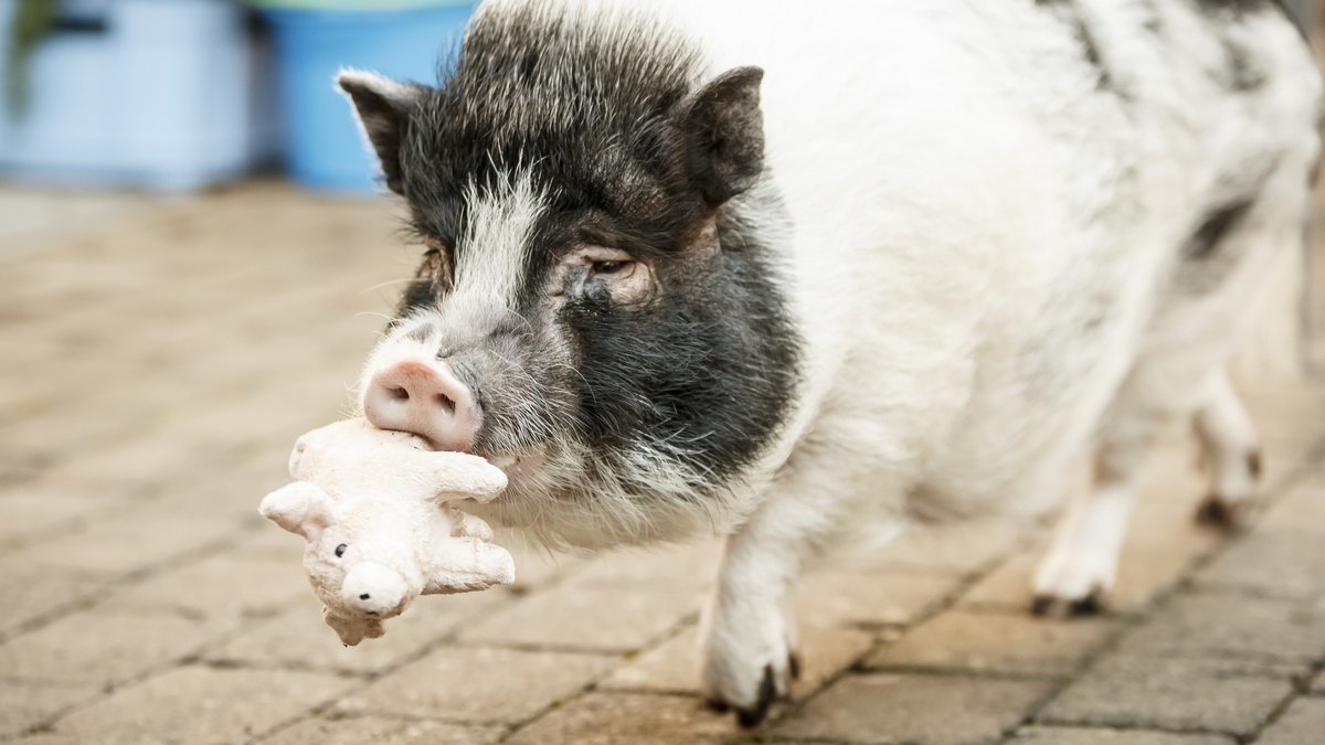 Schwein mit Schwein. Foto: Julian Rettig