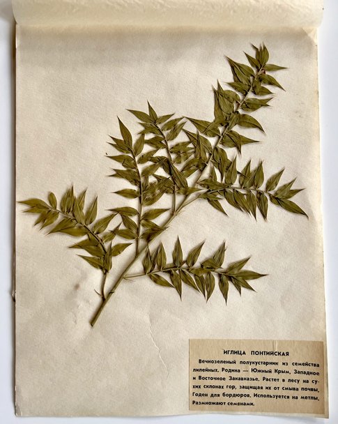 Seite aus einem Herbarium, gefunden in einer Schule in Pripyat. Foto: Volker Kreidler