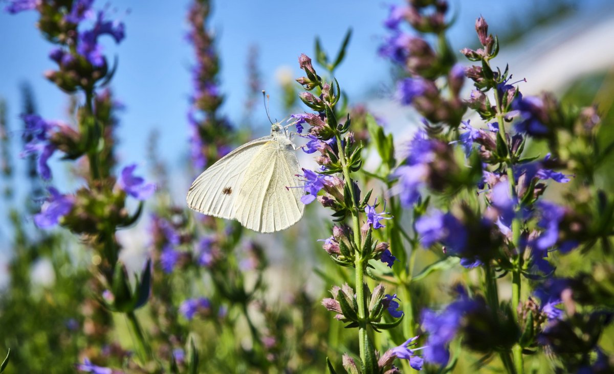 Ysop mit Kohlweißling.