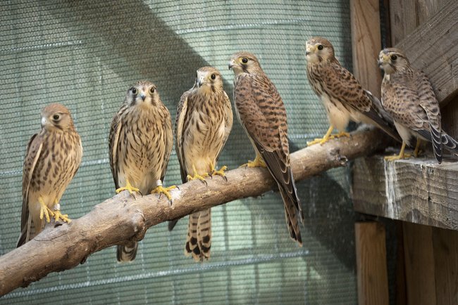 Turmfalken wie Hühner auf einer Stange. Turmfalken wie Hühner auf einer Stange.
