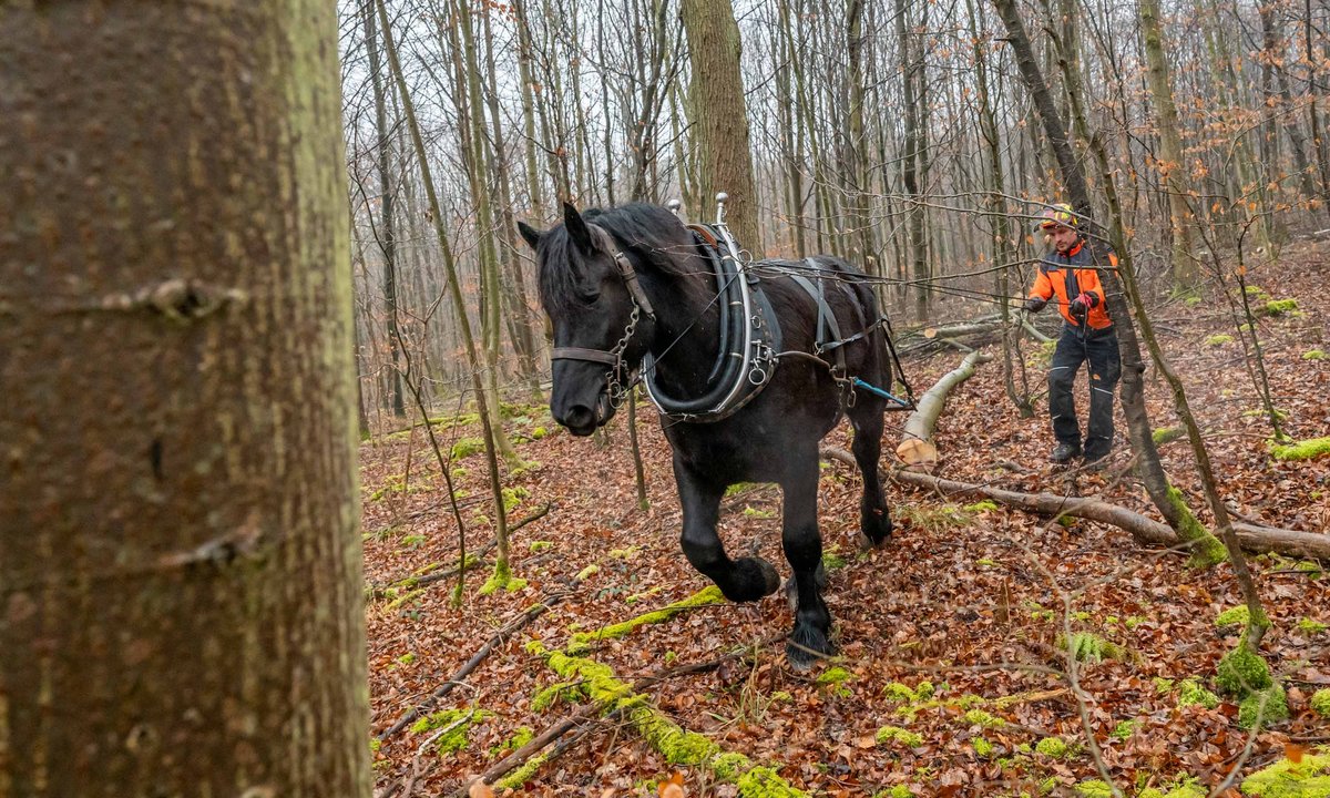 Nick sucht sich seinen Weg.