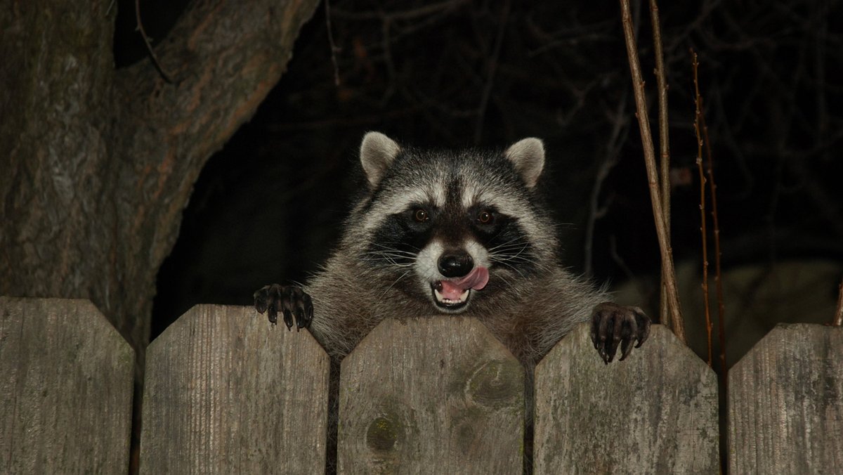 Waschbär auf nächtlichem Streifzug. Foto: Photo Cindy, gemeinfrei, https://www.flickr.com/photos/photocindy/4301171521/
