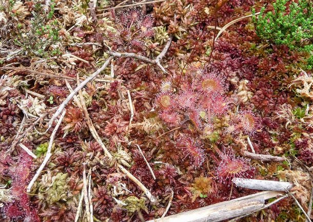 Artenreich: Rundblättriger Sonnentau an den gesunden Rändern des Reicher Moos.