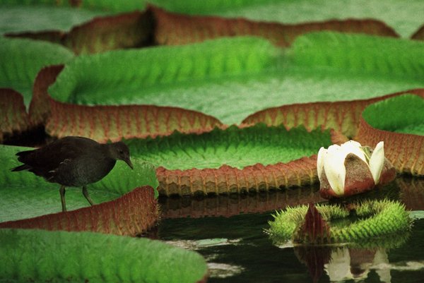 Mehr werden können und dürfen Seerosen. Foto: Joachim E. Röttgers